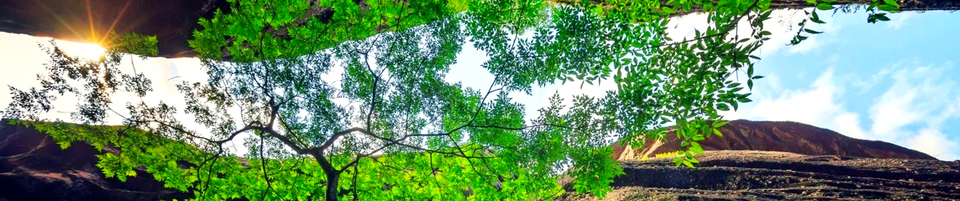 Environment Protection taro chips