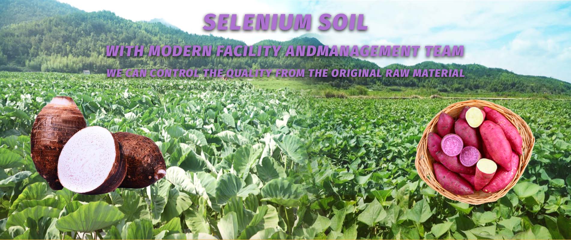 Potato Products Farm