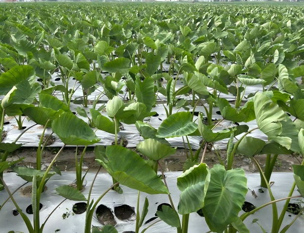 Blessed with fine weather, taro crops in Fujian are thriving as they absorb natural nutrients.