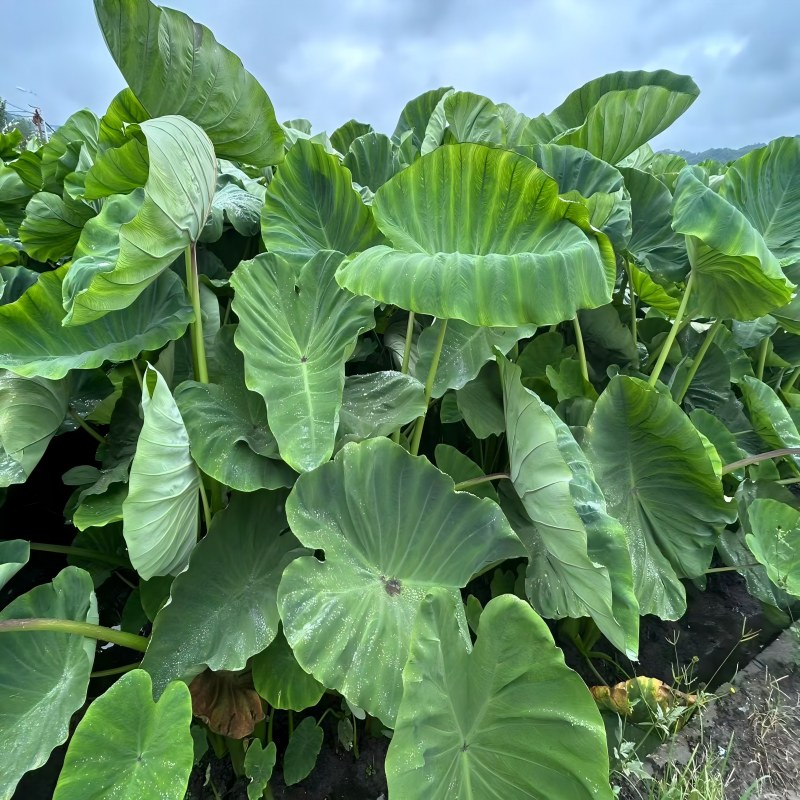 Taro Crop